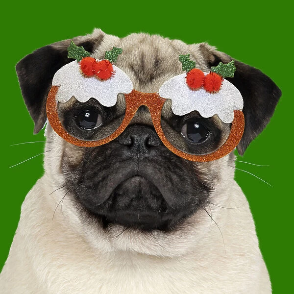 JD-19271. DOG - Fawn pug - wearing Christmas pudding glasses Date