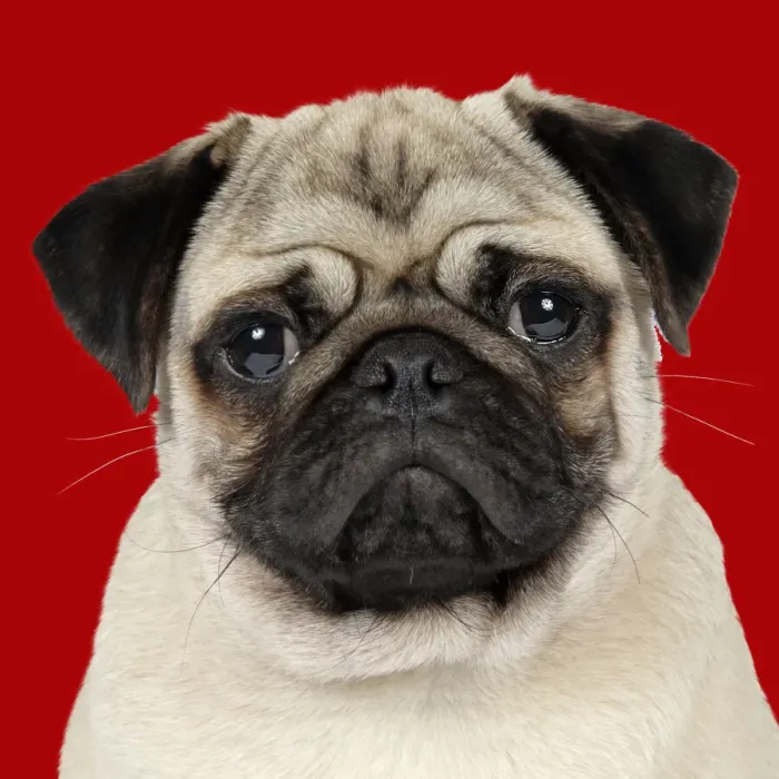 Framed Print : JD-19271. DOG - Fawn pug - portrait Date Framed Print : JD-19271. DOG - Fawn pug - portrait Date