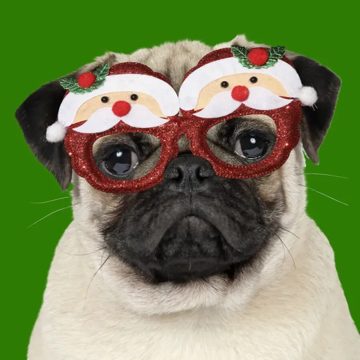 Framed Print : JD-19271. DOG - Fawn pug - wearing Christmas Santa Claus glasses Date Framed Print : JD-19271. DOG - Fawn pug - wearing Christmas Santa Claus glasses Date
