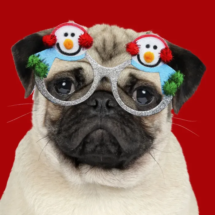 Framed Print : JD-19271. DOG - Fawn pug - wearing Christmas snowman glasses Date Framed Print : JD-19271. DOG - Fawn pug - wearing Christmas snowman glasses Date