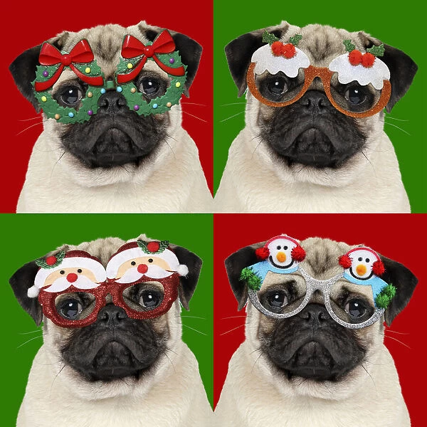 JD-19271. DOG - Fawn pug - four versions wearing Christmas glasses Date