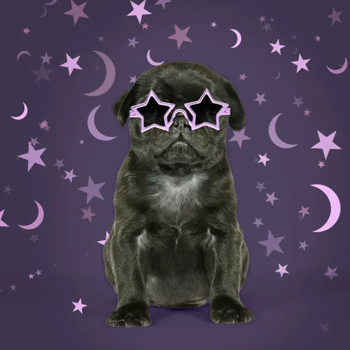 Framed Print : JD-19293. Black Pug Dog, puppy (6 weeks old) wearing witches hat Date: 12-Sep-07 Framed Print : JD-19293. Black Pug Dog, puppy (6 weeks old) wearing witches hat Date: 12-Sep-07