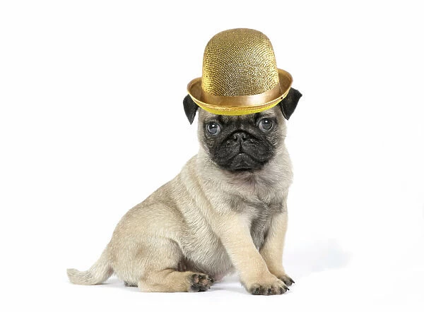 JD-19583. Pug puppy wearing a gold bowler hat Date