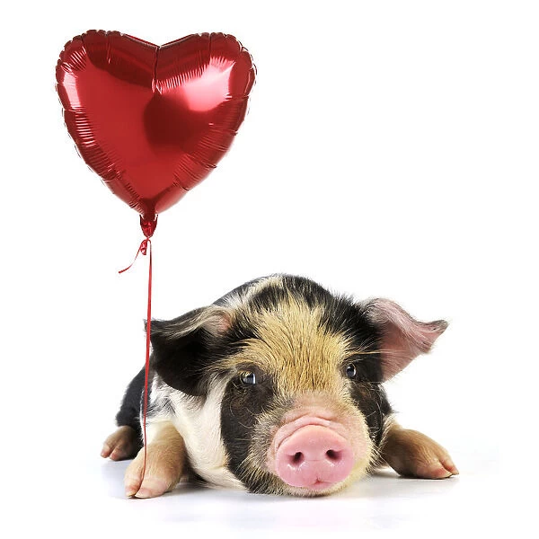 JD-20061. Pig - 2 week old Kune Kune piglet holding heart shaped helium balloon Date