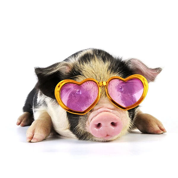 JD-20061. Pig - 2 week old Kune Kune piglet wearing heart shaped sunglasses Date