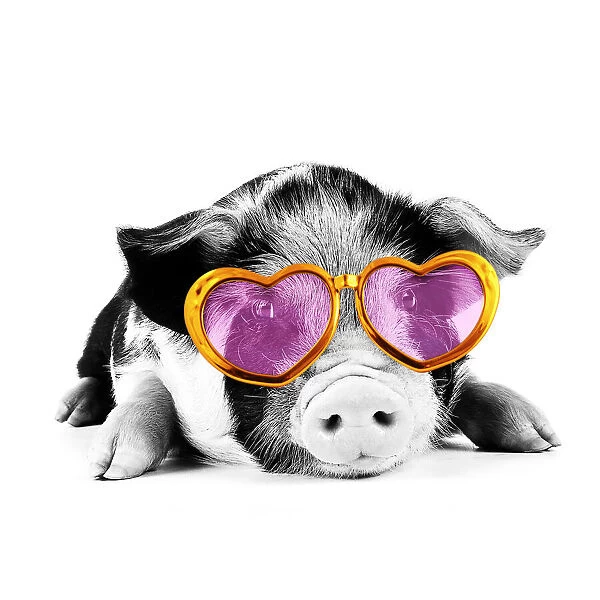 JD-20061. Pig - 2 week old Kune Kune piglet wearing heart shaped sunglasses Date