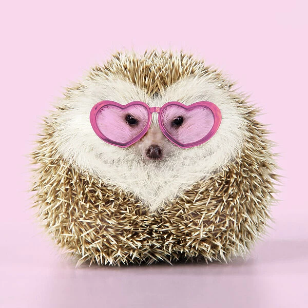 JD-20232. Hedgehog blonde with heart-shaped pattern in fur wearing heart-shaped