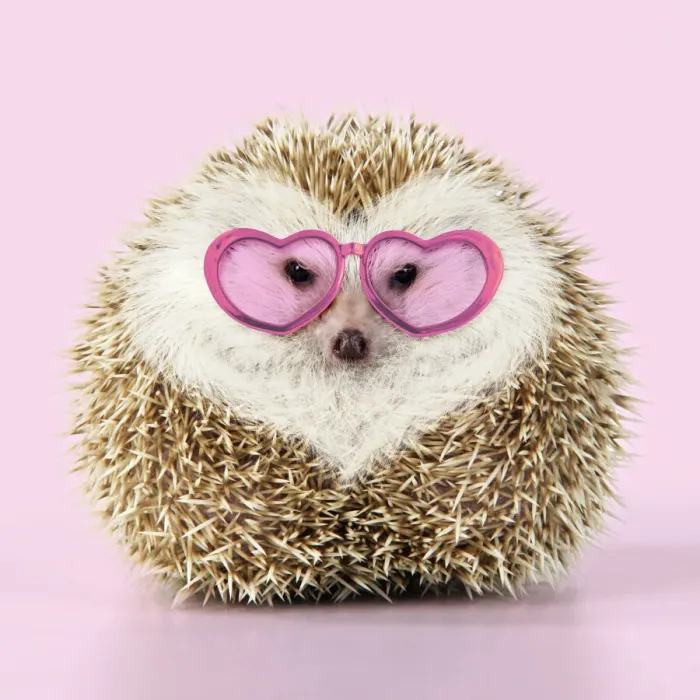 Framed Print : JD-20232. Hedgehog blonde with heart-shaped pattern in fur wearing heart-shaped Framed Print : JD-20232. Hedgehog blonde with heart-shaped pattern in fur wearing heart-shaped