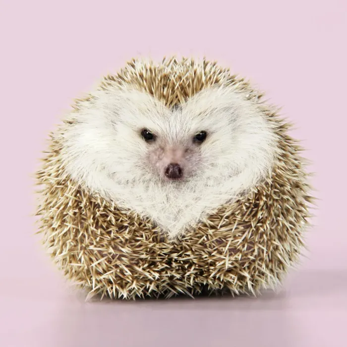 Framed Print : JD-20232. Hedgehog blonde with heart-shaped pattern in fur pink background Framed Print : JD-20232. Hedgehog blonde with heart-shaped pattern in fur pink background