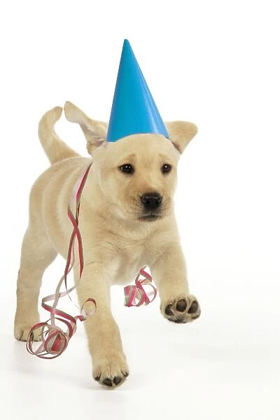 JD-20282-M. Dog. 8 week old labrador puppy in party hat and streamers