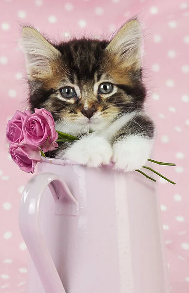 JD-20669. Cat. Kitten in pink jug with pink roses Date: 24-Jul-09