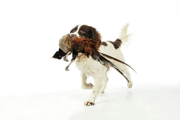 JD-21239 DOG. English springer spaniel carrying pheasant in mouth