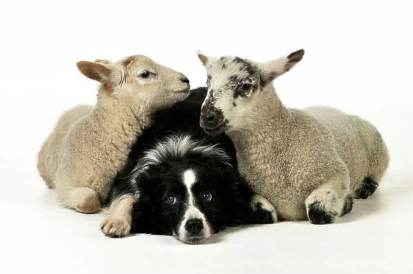JD-21545 DOG & LAMB. Border collie sitting between two cross breed lambs looking at each other