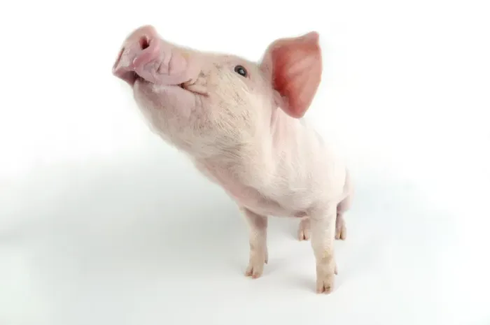 Framed Print : Pig. JD-22027. Pig. John Daniels. Please note that prints are for personal Framed Print : Pig. JD-22027. Pig. John Daniels. Please note that prints are for personal