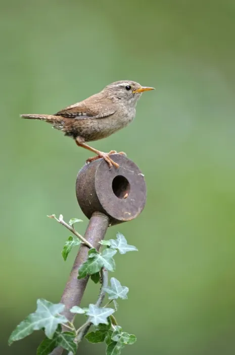 Framed Print : Wren. JD-22559. Wren. Troglodytes troglodytes Framed Print : Wren. JD-22559. Wren. Troglodytes troglodytes