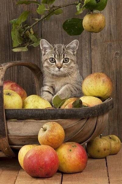 JD-22748. CAT - British shorthaired kitten laying on basket of apples. John Daniels