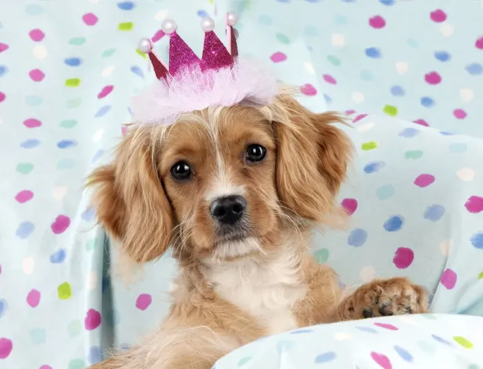 Framed Print : JD-23012. Cavapoo Dog, sitting on spotty blanket wearing pink crown Date: 09-Dec-11 Framed Print : JD-23012. Cavapoo Dog, sitting on spotty blanket wearing pink crown Date: 09-Dec-11