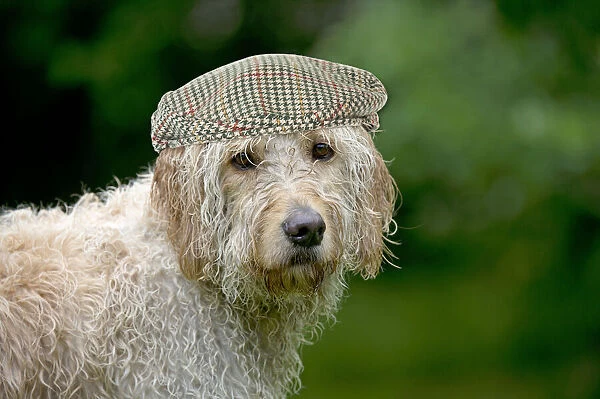 JD-23466. Goldendoodle Dog, wet, wearing flat cap hat Date: 15-Jun-12