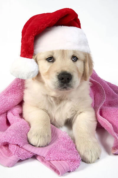 JD-24438. DOG - Golden Retriever puppy with towel draped over back wearing