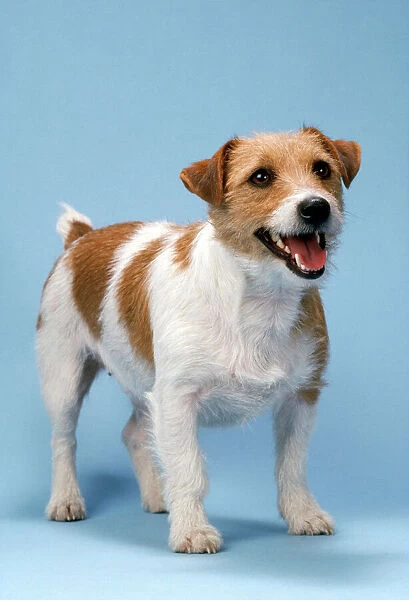 JD-4427 Jack Russell Terrier Dog - standing, head on