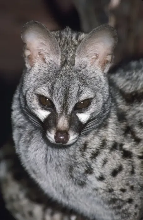 Framed Print : Genet. JD-4497. GENET. Genetta genetta. John Daniels Framed Print : Genet. JD-4497. GENET. Genetta genetta. John Daniels
