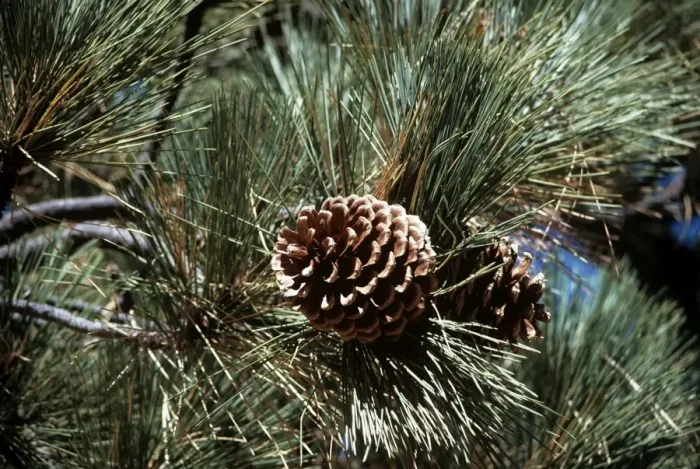 Framed Print : Jeffrey Pine Framed Print : Jeffrey Pine