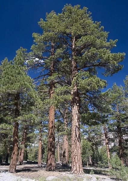 Jeffrey Pine woodland, at c. 8000 ft, east side of Sierra Nevada