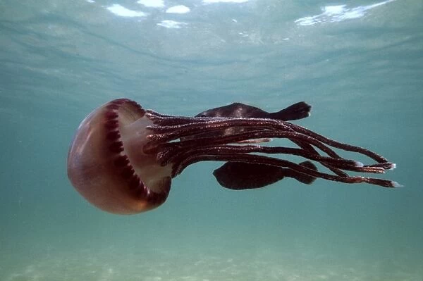 Jellyfish Fish hide near stinger, using it for protection Trial Bay, New South Wales, Australia