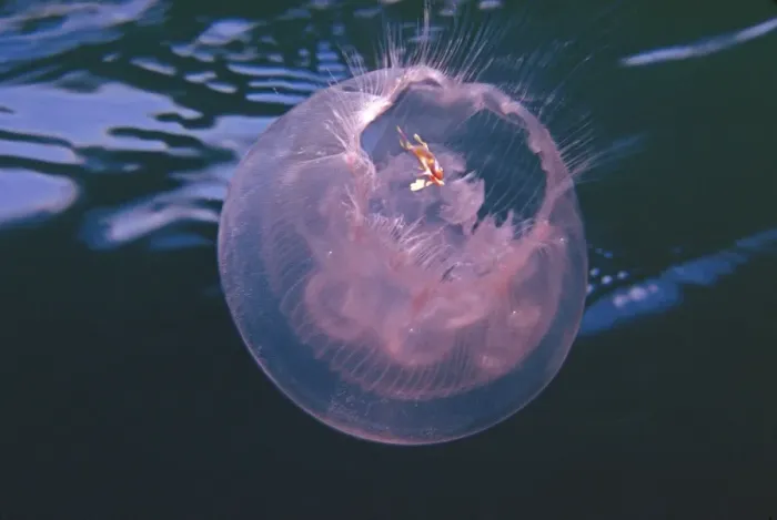 Framed Print : Jellyfish - Juvenile fish protected by its hosts stinging tenticals lives in bell of ocean swimming jellyfish Pacific Ocean Framed Print : Jellyfish - Juvenile fish protected by its hosts stinging tenticals lives in bell of ocean swimming jellyfish Pacific Ocean