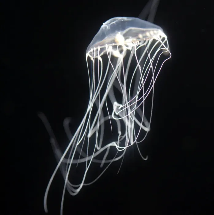 Framed Print : Jellyfish, north Pacific Framed Print : Jellyfish, north Pacific
