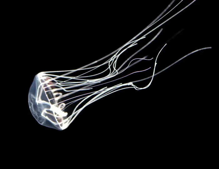 Framed Print : Jellyfish, north Pacific Framed Print : Jellyfish, north Pacific