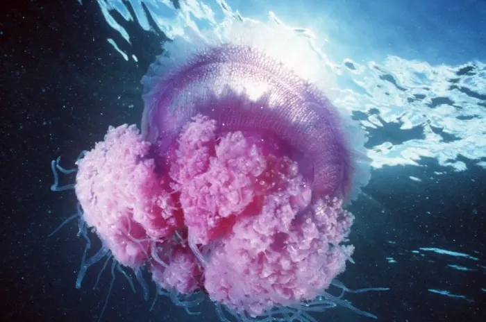 Framed Print : JELLYFISH - PINK Framed Print : JELLYFISH - PINK