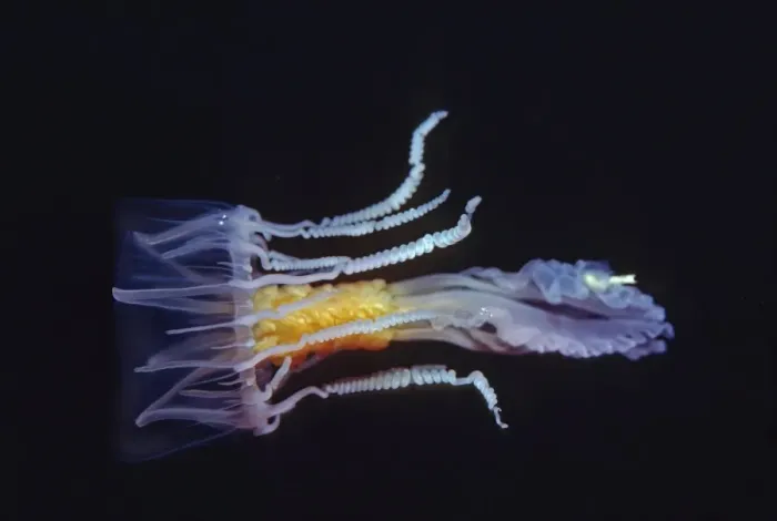 Framed Print : Jellyfish - Stinging mudesa, Beautiful but dangerous. uncommon. The spring like tentacles can trail over one meter behind the bell when the creature is hunting Milne Bay, Papua New Guinea