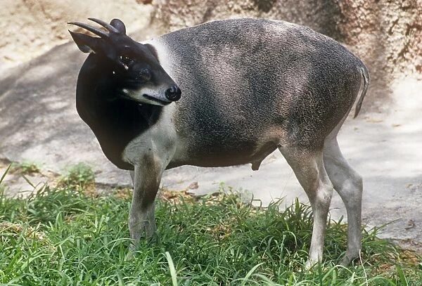 Jentink's Duiker Antelope Distribution: Rainforests of Liberia West Africa