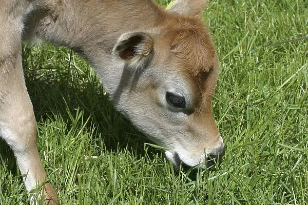 Jersey calf Grazing On a Waikato dairy farm, New Zealand