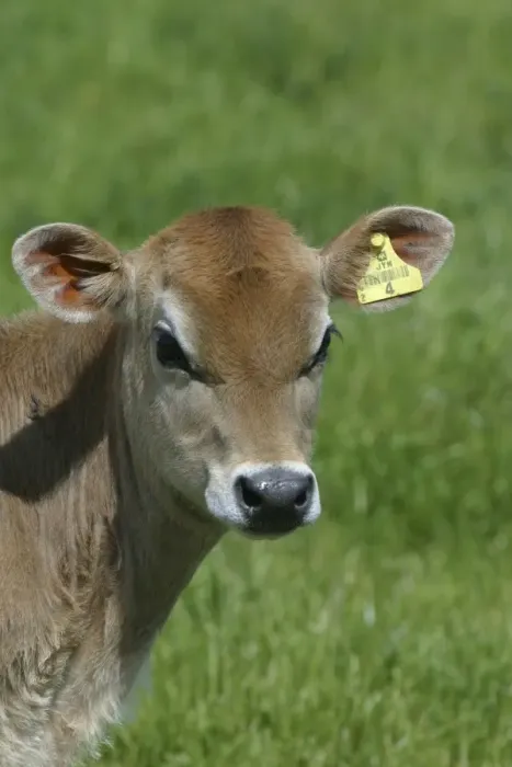 Framed Print : Jersey calf On a Waikato dairy farm, New Zealand Framed Print : Jersey calf On a Waikato dairy farm, New Zealand
