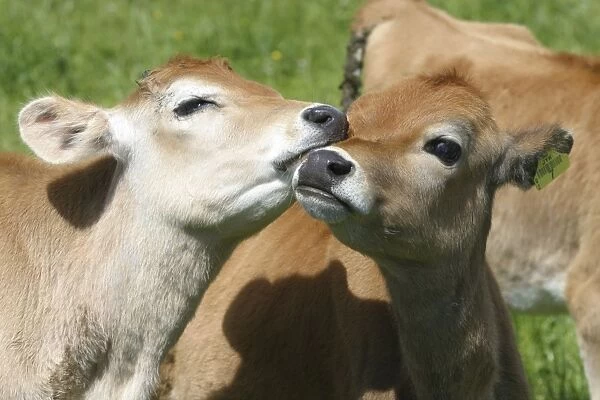 Jersey calves On a Waikato dairy farm, New Zealand