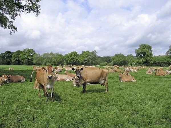 Jersey Cows in field - UK