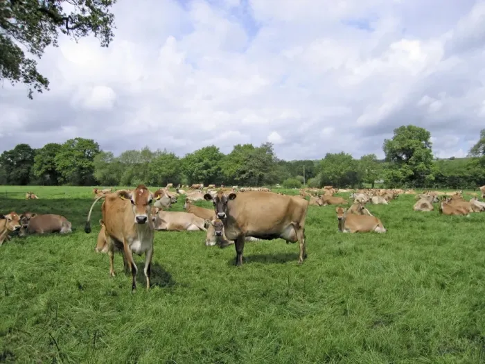 Framed Print : Jersey Cows in field - UK Framed Print : Jersey Cows in field - UK