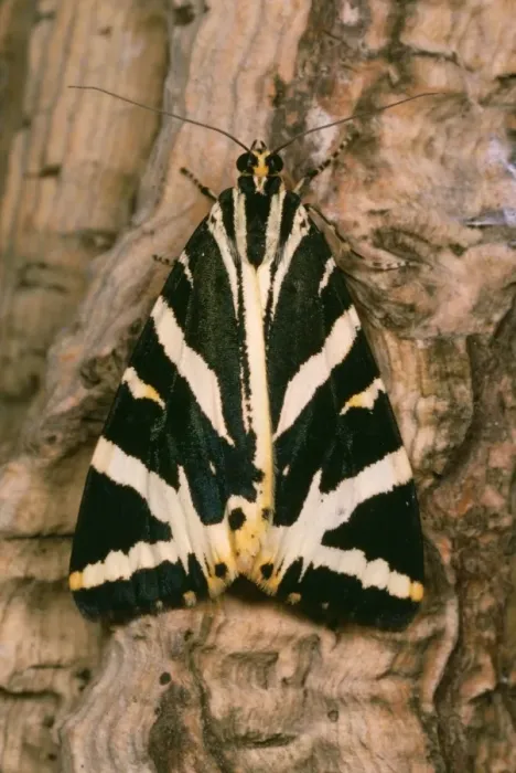 Framed Print : Jersey Tiger Moth Framed Print : Jersey Tiger Moth