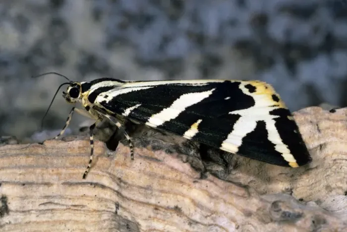 Framed Print : Jersey Tiger Moth Framed Print : Jersey Tiger Moth