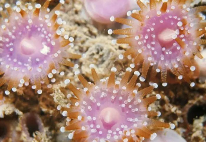 Framed Print : Jewel Anemone UK Framed Print : Jewel Anemone UK