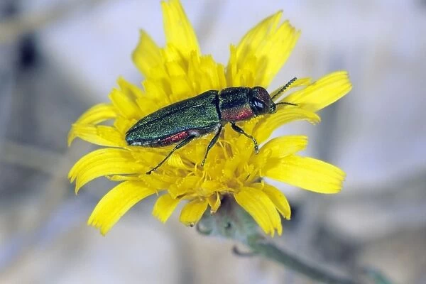 Jewel Beetle - female on flower, Lower Saxony, Germany