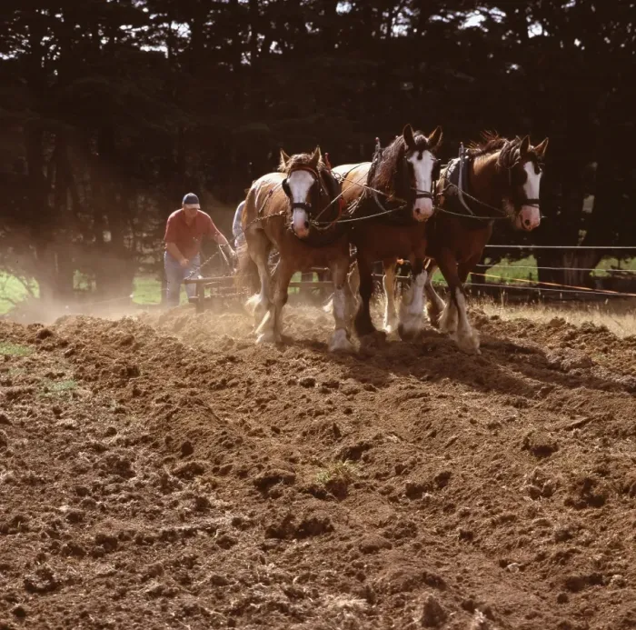 Framed Print : JFH00035. AUS-1088. Clydesdale horses pulling a two-furrow plough Framed Print : JFH00035. AUS-1088. Clydesdale horses pulling a two-furrow plough