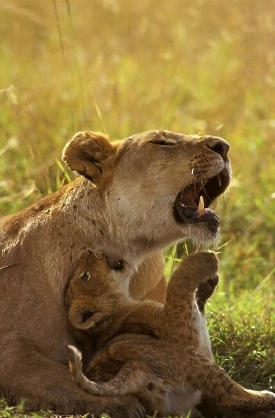 JFL17430. AUS-1136. African lion (Panthera leo) cub playing with mother
