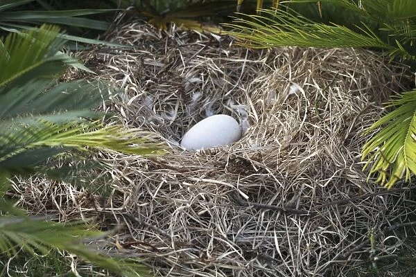 JH-64. Dodo - nest with egg. Raphus cucullatus. John Holmes