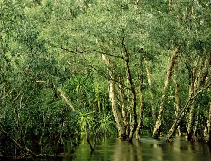 Framed Print : Jim Jim Creek with Paperbark forest including River pandanus (mostly Melaleuca cajuputi, M. leucadendra, and Pandanus aquaticus) Wet season, Kakadu National Park (World Heritage Area), Northern Territory, Australia JPF51250 Framed Print : Jim Jim Creek with Paperbark forest including River pandanus (mostly Melaleuca cajuputi, M. leucadendra, and Pandanus aquaticus) Wet season, Kakadu National Park (World Heritage Area), Northern Territory, Australia JPF51250