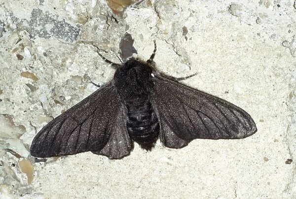JLM-2415. Peppered Moth - melanic form  /  dark phase