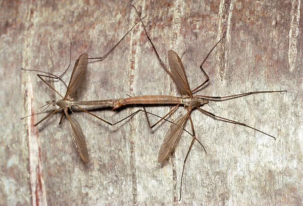 JLM-2718 Cranefly  /  Daddy-long-legs - pair mating