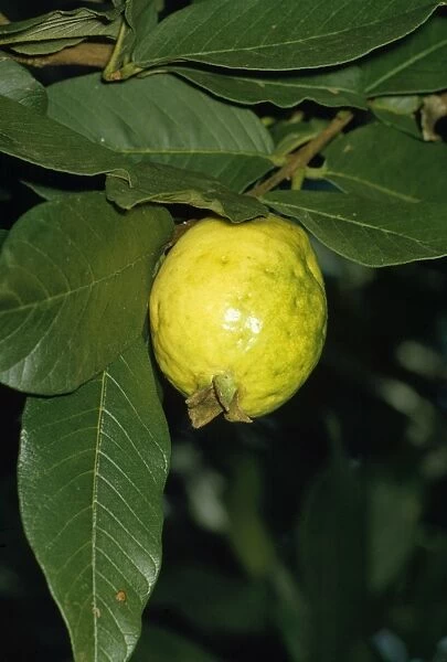 Guava. JLM-2734. GUAVA - FRUIT. Psidium guajava